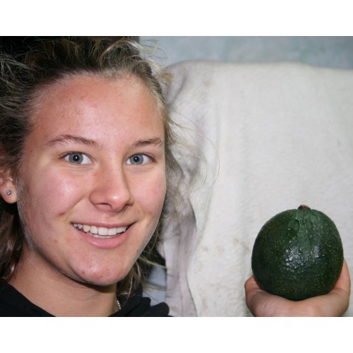 HASHIMOTO AVOCADO FIRM X-Large Size Katikati Grown 